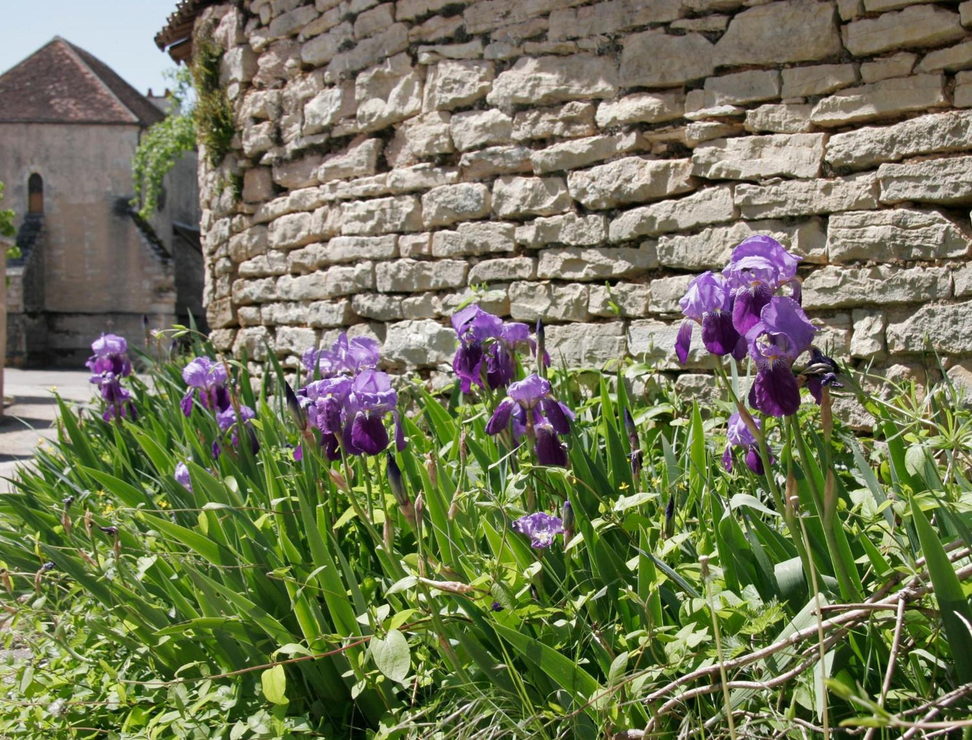 Côté-Serein - Les chambres du Clos-Malo Noyers-sur-Serein Exterior foto